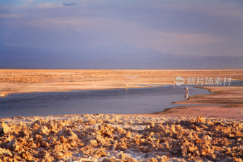 智利阿塔卡马Salar de Atacama的盐岩和火烈鸟